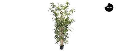 Bamboo