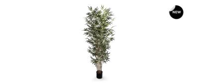 Bamboo