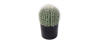 Ferocactus