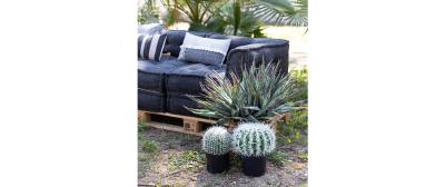 Ferocactus