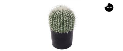 Ferocactus