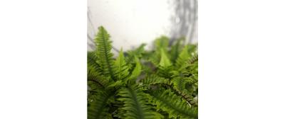 Boston Fern
