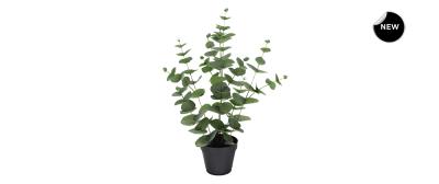 Eucalyptus