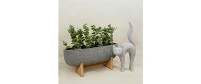 Eucalyptus