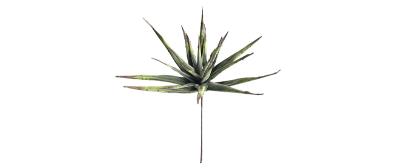 Malulu