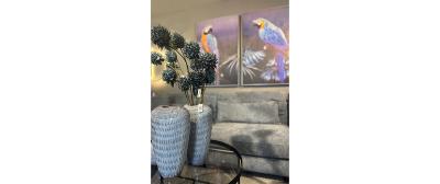 Blue Parrot
